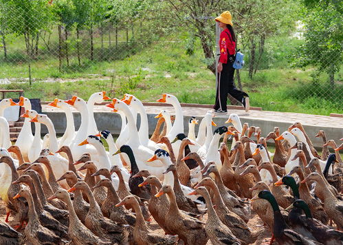 百张美图告诉你,兰州新区的未来更美好