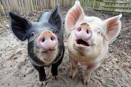 猪养殖业家禽家畜图片 摄影图 下载至来源处