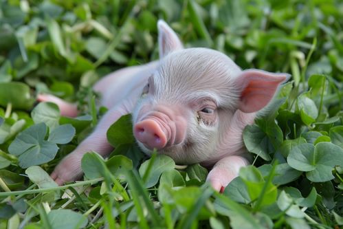 家猪养殖家禽家畜图片 摄影图 下载至来源处