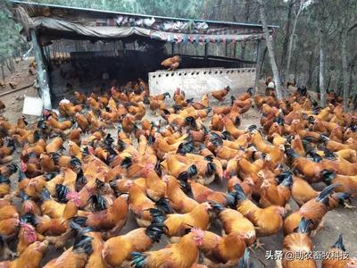 新型冠状病毒疫情可能让很多家禽养殖人到了非常艰难的时刻