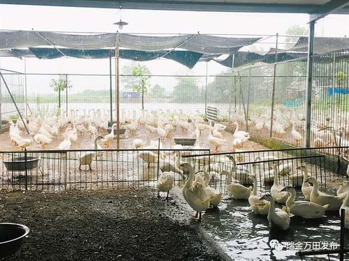 全面禁止 瑞金一地发出通知