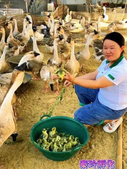 农村动物 家禽 动物随手拍 鸡 养殖