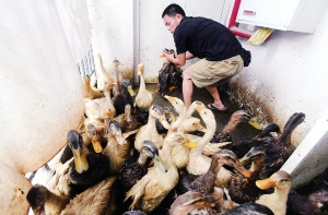 居民楼里现“养殖场” 卫生间里屠宰鸡鸭小区卖--中新网