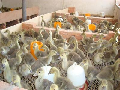 批发种苗(·价格面议·)-河口区志鹏禽类养殖专业合作社