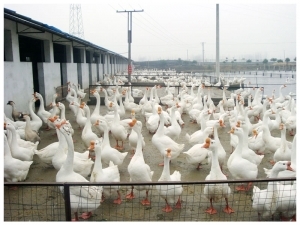 家禽家畜_养殖_