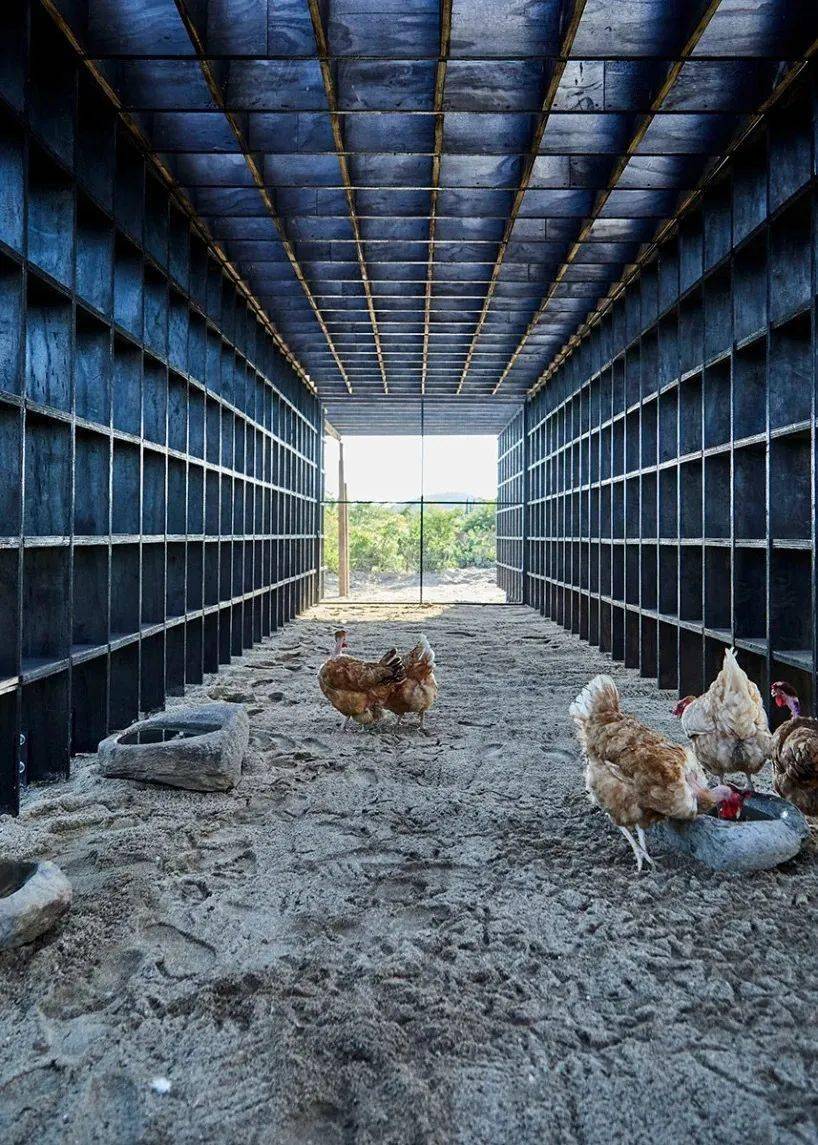 白羽鸡规模化养殖场参观纪实 - 美篇