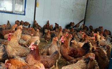 2020年下半年,家禽价格会上涨吗,养殖家禽可以吗?