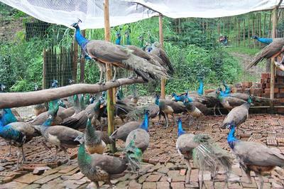 养殖什么鸟致富好呢视频