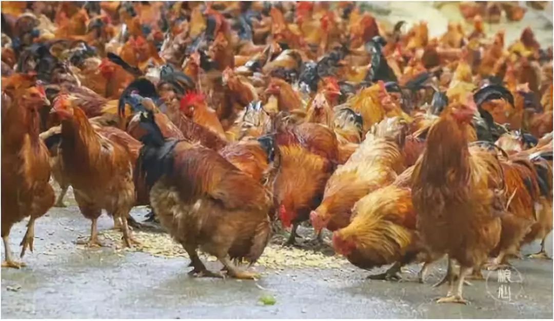 让人回味无穷的阳山鸡,你吃过哪一道?