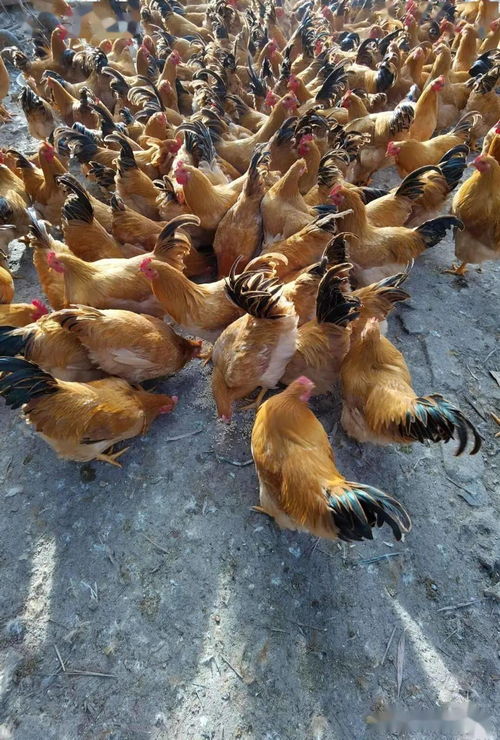 家禽养殖业市场低迷不赚钱,运用部分发酵饲料扭亏为盈