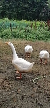 四川今日鹅苗报价是多少