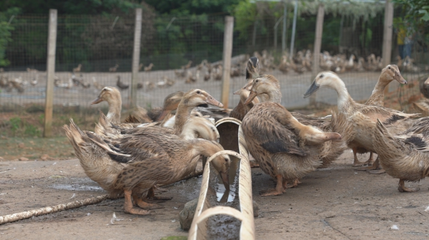 峦城镇下滕村:鸡鸭成群唱响致富交响曲