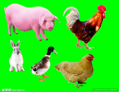 牲畜家禽猪鸡鸭兔设计图 psd分层素材 psd分层素材
