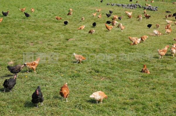 法国,布鲁埃恩维辛的家禽养殖