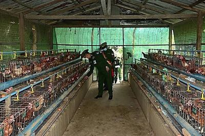 缅军沿海军区司令视察德林达依省勃劳驻军农业生产情况