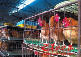 广东 家禽产销者梦碎h7n9 养殖场的鸡价跌至成本价以下