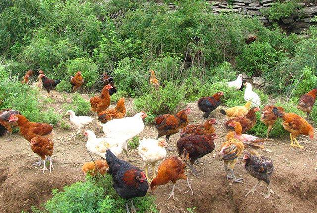 生猪散养户还有赚钱机会吗?家禽产业复苏,养鸡户的春天要来了?