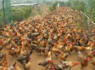 未来几年在农村创业,种植养殖啥能致富?这10个项目不比打工差