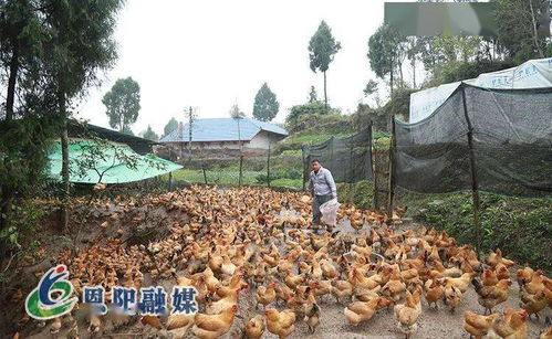 落实区委全会精神,各地夯实农业产业园区化基础