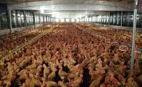 养鸡人必看 禽类养殖业发展趋势及对策