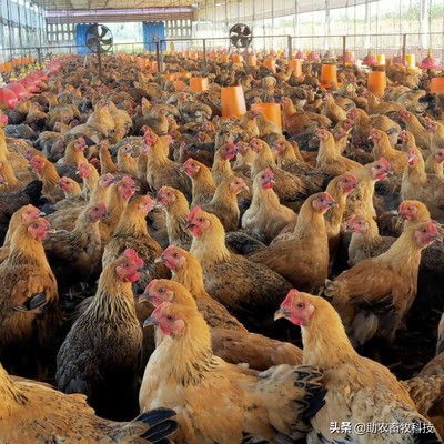 家禽养殖业市场低迷不赚钱,运用部分发酵饲料扭亏为盈