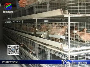 专家指导防冻保暖 保障云浮禽畜水产养殖平安