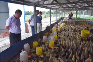 镇平县王岗乡 瞄准市场需求养殖家禽助增收