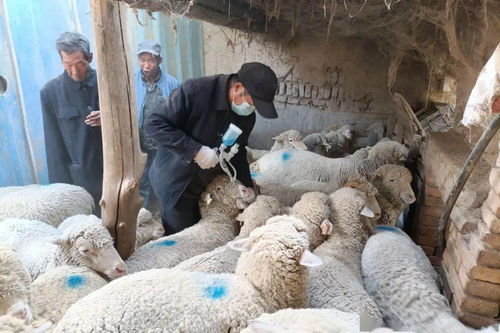 银达镇扎实开展秋季动物疫病防治工作