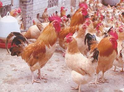 放养土鸡 品质优良