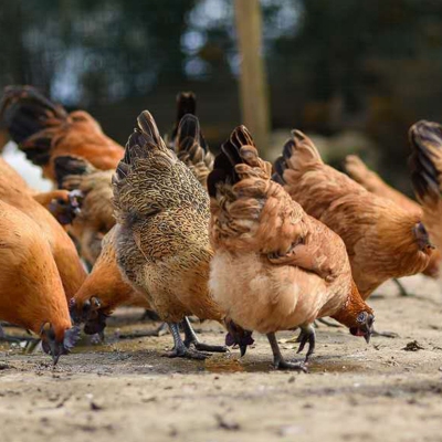 凌云乌鸡 - 广东东西部扶贫协作产品交易网 - 东西携手 抗疫扶贫 保供