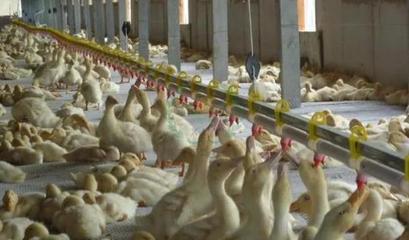 如何降低肉鸭养殖风险