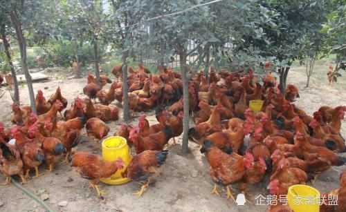 鸡价最低8块一斤,家禽行情正向着有利于养殖户的方向发展