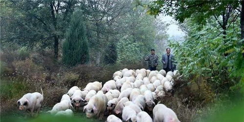 菜吧 康养新时尚 到乡村 森 呼吸