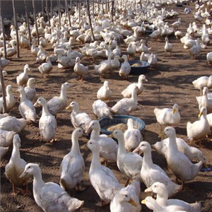 经验--实用生活指南