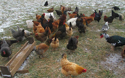 家禽智慧化养殖鸡鸭