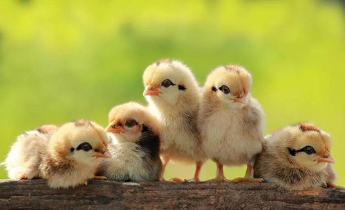 微科研 微康凝结芽孢杆菌bc66在肉仔鸡养殖中的应用