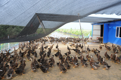 养殖过上幸福日 小家禽做出来大文章