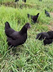 绵竹绿壳蛋鸡苗养殖技术 如何增加产蛋量