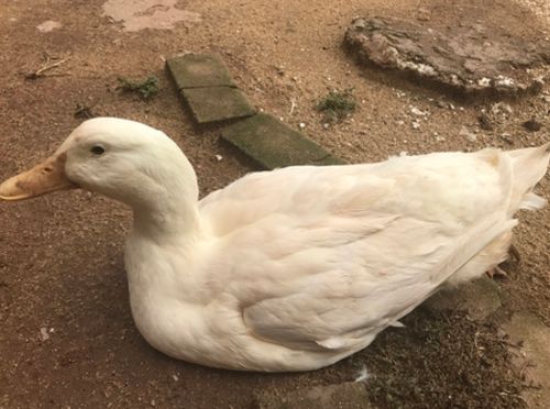 肉鸭场区如何与外界隔离