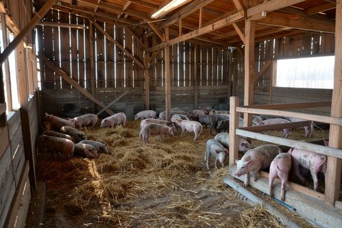 家禽家畜家猪养殖图片 摄影图 下载至来源处