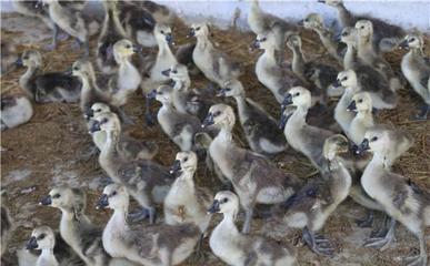 立新村脱贫致富系列报道之六