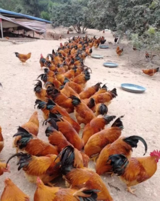 潲水(泔水)可以作为鸡鸭的饲料吗?该如何处理?政策允许吗?