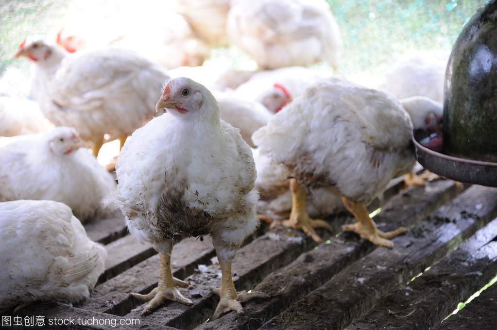 农场的鸡只
