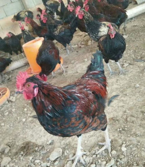 快进入冬天了,散养土鸡如何摆脱冬季常见疾病