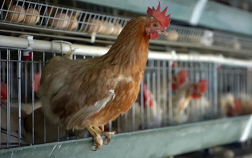 春季养鸡,鸡群容易得温感,如何预防治疗才能减少损失