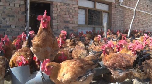 王光兵 养鸡 啄 开幸福门