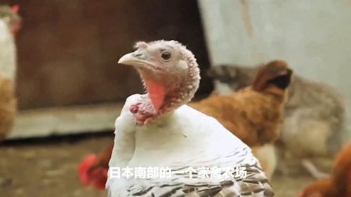 无人性 日本发现首例禽流感,捕杀40000只鸡,知情人士透露真相