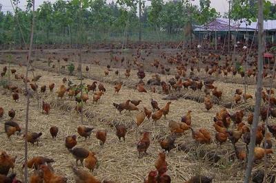 农村养殖什么赚钱快?这三个项目经常被提起