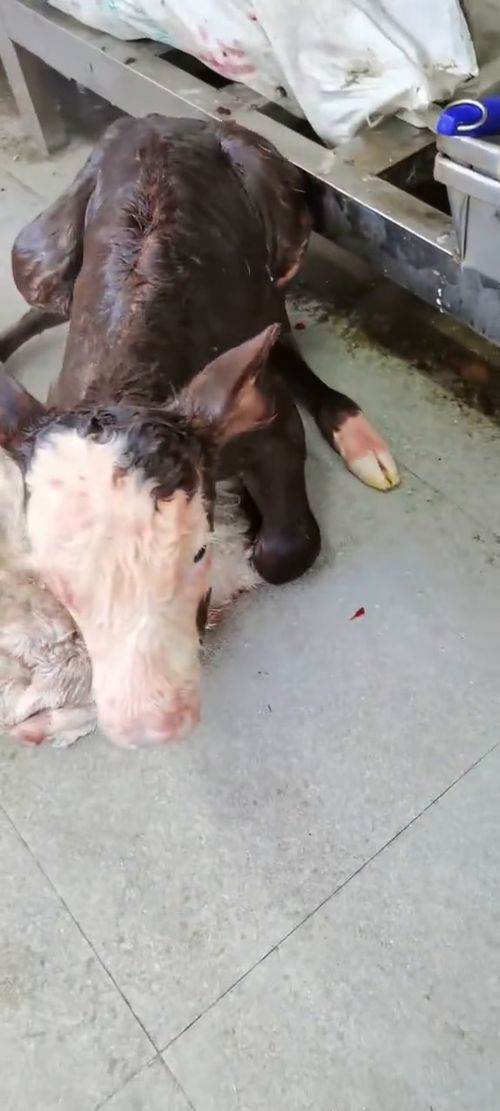 农村动物 家畜 动物随手拍 家禽 养殖