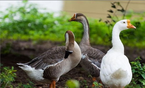 南部某乡镇大量家禽死亡,内脏发黑